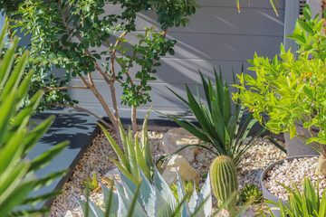 jardin de rocaille avec cactus, vivaces et succulentes 