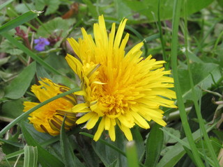 yellow dandelions on green grass