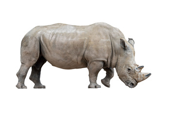 White rhinoceros / white rhino (Ceratotherium simum) male native to eastern and southern Africa against white background