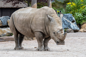 Fototapeta premium White rhinoceros / white rhino (Ceratotherium simum) male native to eastern and southern Africa in zoo enclosure