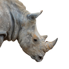 Fototapeta premium Close-up portrait of white rhinoceros / white rhino (Ceratotherium simum) male native to eastern and southern Africa against white background