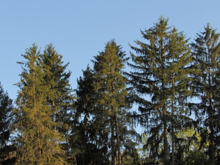 pine trees in the forest