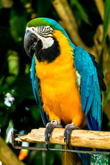 Closed Up beauty yellow and blue Macaw on limb in garden.
