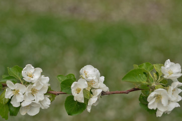 three Apple blossoms on a single branch on a blurred background of green grass. free space for text