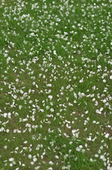a green lawn of grass is covered with the white petals of a blooming Apple tree