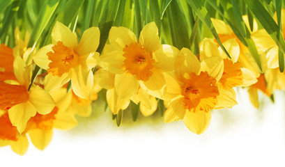 Yellow daffodils flower. Horizontal nature background.
