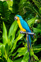 Closed Up beauty yellow and blue Macaw on limb in garden.
