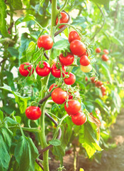 Ripe tomato plant growing in greenhouse. Fresh bunch of red natural tomatoes on a branch in organic vegetable garden. Blurry background and copy space for your advertising text message