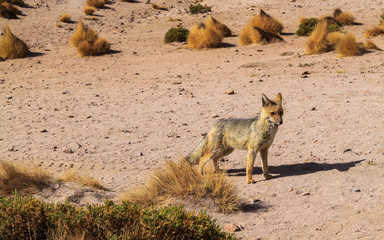 wild fox on the ground