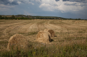 Harvesting hay and straw for fattening pets in winter. Fields with rolls of harvested grass.