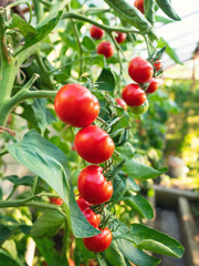 Ripe tomato plant growing in greenhouse. Fresh bunch of red natural tomatoes on a branch in organic vegetable garden. Blurry background and copy space for your advertising text message