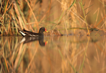 Common Moorhen in Buhair lake
