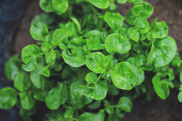 watercress tree in garden for using in cooking 