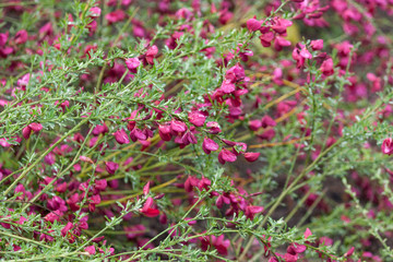 bush pink flowers background, pattern after rain.