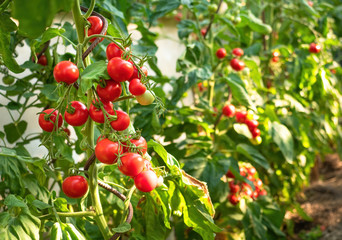 Ripe tomato plant growing in greenhouse. Fresh bunch of red natural tomatoes on a branch in organic vegetable garden. Blurry background and copy space for your advertising text message