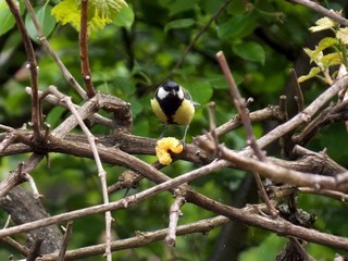 the little bird found food