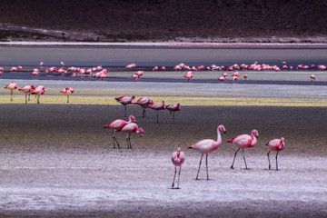 Obraz premium pink flamingos in the lake