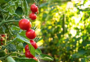 Ripe tomato plant growing in greenhouse. Fresh bunch of red natural tomatoes on a branch in organic vegetable garden. Blurry background and copy space for your advertising text message