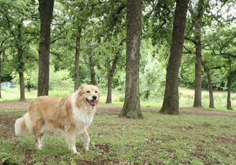 Dog at Randoll Mill Park