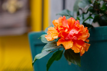 orange with yellow poppy with green leaves in Rio de Janeiro.