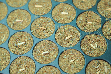 seed preparing for plant in tray in garden 