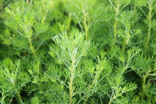 Eberraute