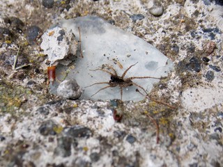 a small spider on a rock