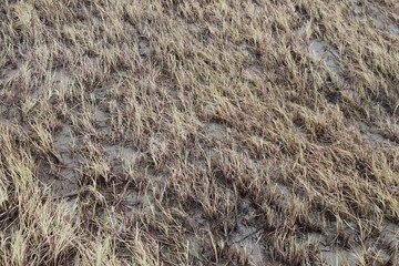 Grass flood field on the Bank