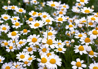 Glade of blooming chamomile or oxeye daisies. Beautiful summer meadow with camomiles. Floral background.