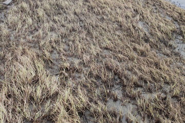 Grass flood field on the Bank