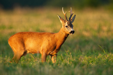 Roe deer, capreolus capreolus, buck standing on a stubble field in summer at sunset. Male wild animal with antlers and orange fur sunlit by evening light in mating season.