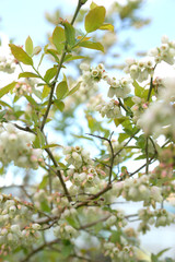 Blueberry bush blooms in spring.