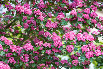 Amazing crimson hawthorn (Crataegus Laevigata) blooms with pink flowers in the park. Spring, summer background.