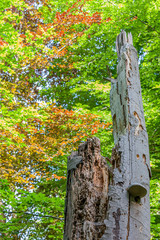 Old damaged dry tree trunk without limbs eroded by termites with a tinder fungus surrounded by green and brown vegetation, sunny spring day in Kelmonderbos Beek, South Limburg, Holland, Netherlands