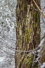 Fototapeta premium close up elm tree bark