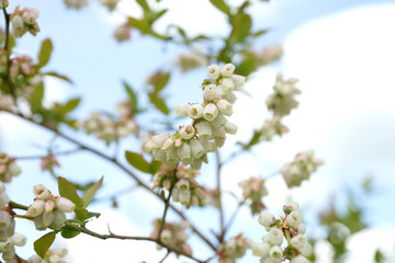 Blueberry bush blooms in spring.