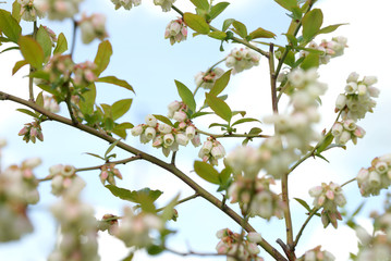 Blueberry bush blooms in spring.