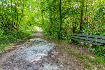 Remains of an illegal campfire next to a wooden bench in the middle of a forest path surrounded by...