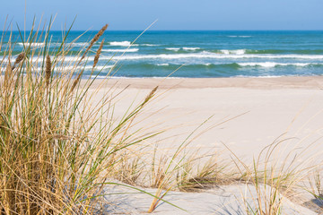 Beautiful sand beach with dry and green grass, reeds, stalks blowing in the wind, blue sea with...