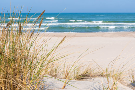 Beautiful sand beach with dry and green grass, reeds, stalks blowing in the wind, blue sea with waves on the Baltic Sea in Nida, Neringa, Lithuania