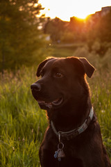 Portrait of dog outside during sunset. 