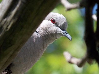 a young gray dove on a branch