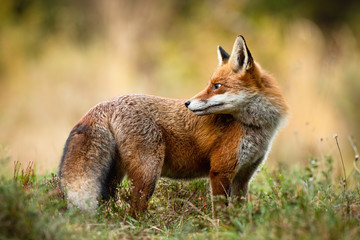 Naklejka na ściany i meble Elegant red fox, vulpes vulpes, looking back over shoulder on a meadow in autumn nature. Mammal with long orange fur and fluffy tail in wilderness from low angle side view.