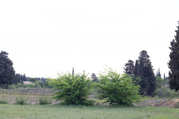 Behind my home