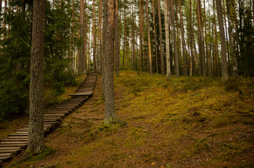 Walking path in the forest, boardwalk