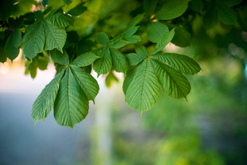 Fototapeta na wymiar Chestnut tree branch with lush green leaves.