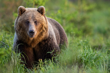 Attentive brown bear, ursus arctos, female on a glade with tall green grass looking into camera in summer nature. Mammal predator with long fur sunlit by evening light from front view with copy space.
