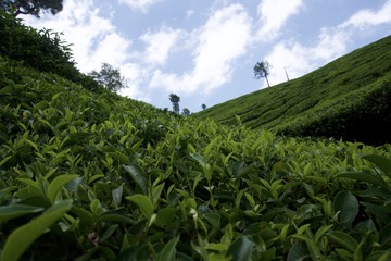 Tea garden with blue sky 