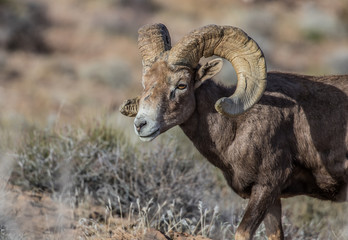 desert bighorn sheep on red rocks