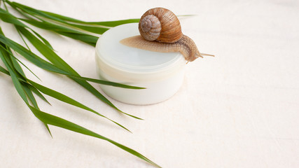 skin rejuvenation cosmetics on white background with snail and green grass, cream with snail mucin, skin hydration, spa © Fukume